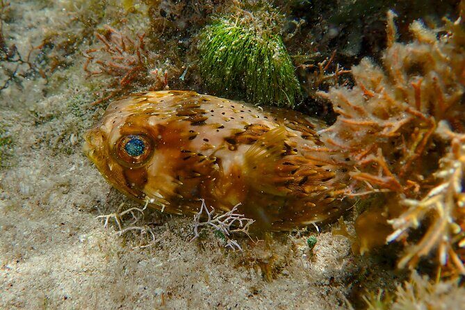 Private Customizable Shore Snorkel and Beach Lunch in Cozumel - Frequently Asked Questions