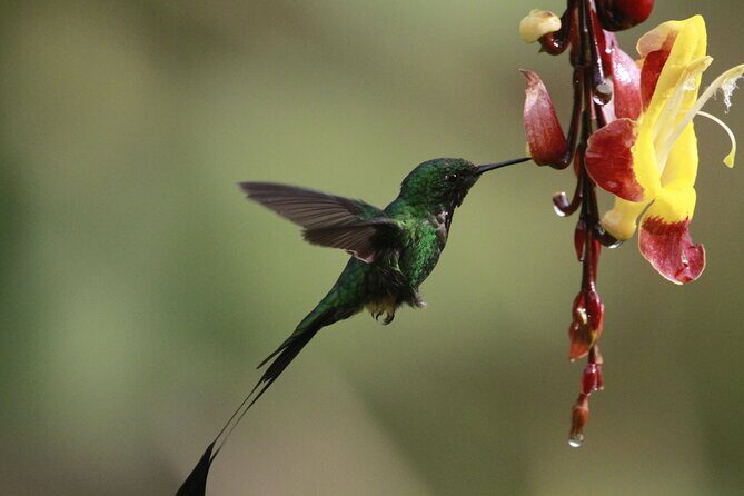 Private customizable tour at Mindo cloud forest - A Detailed Look at the Private Mindo Cloud Forest Tour