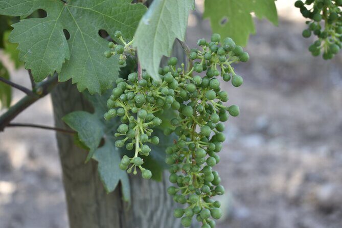 Private, Customized Napa Valley Wine Tasting Tour 6To14 passenger - A Deep Dive into the Experience