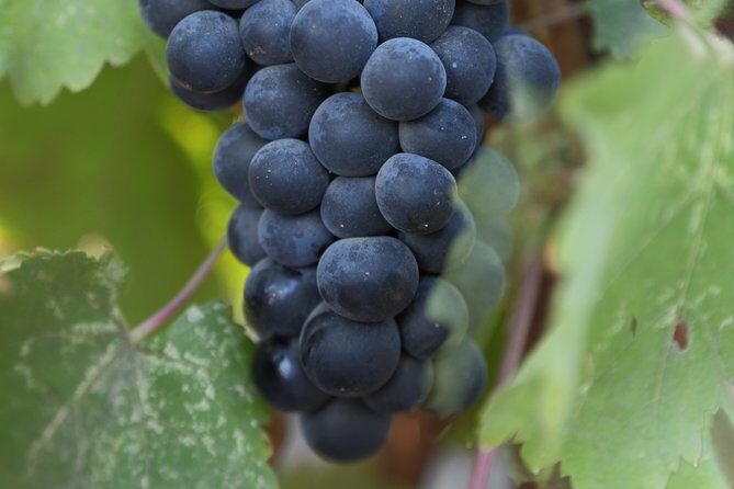 Private, Customized Napa Valley Wine Tasting Tour 6To14 passenger - Who Will Love This Tour?