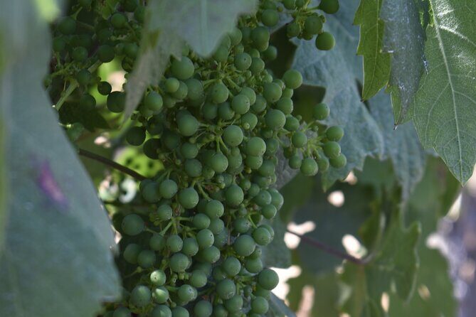 Private, Customized Napa Valley Wine Tasting Tour 6To14 passenger - Final Thoughts: Is It Worth It?