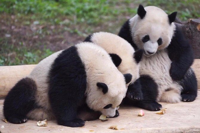 Private Customized Tour: Chongqing City Highlights in One Day - A Closer Look at the Itinerary: What You Can Expect