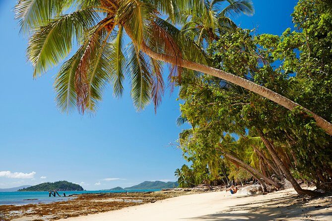 Private Daintree Wanderer Tour - Exploring the Daintree Rainforest: A Deep Dive