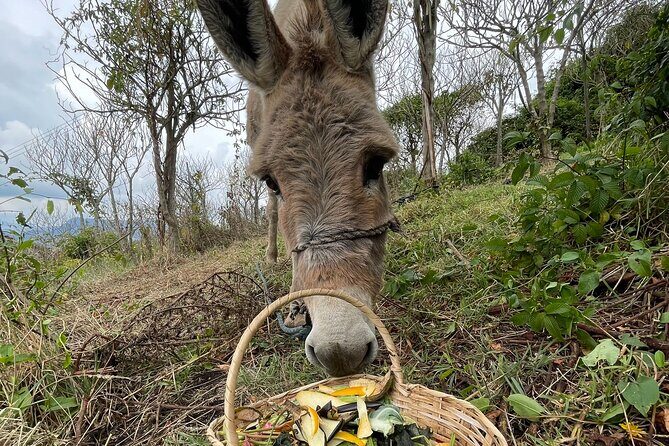 Private Day of Immersion in Country Life with Food - FAQ