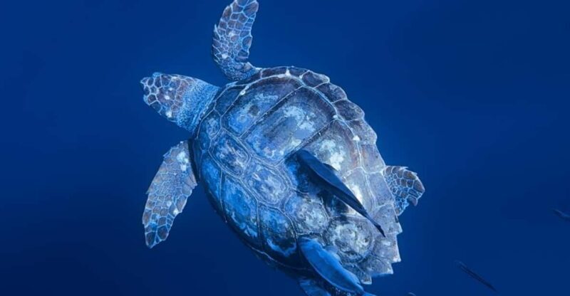 Private Day Seafari in the Azores follow Marine Biologist - Experience the Azores with a Private Marine Biologist-led Seafari