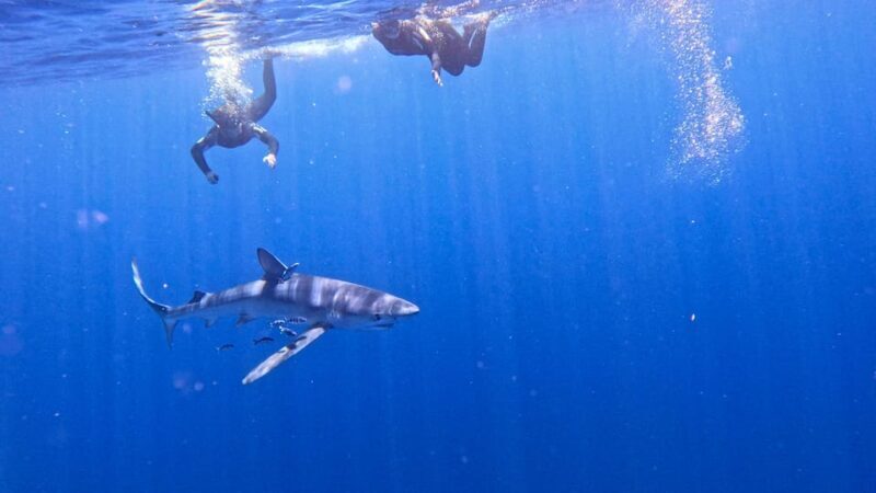 Private Day Seafari in the Azores follow Marine Biologist - Who Should Consider This Tour?