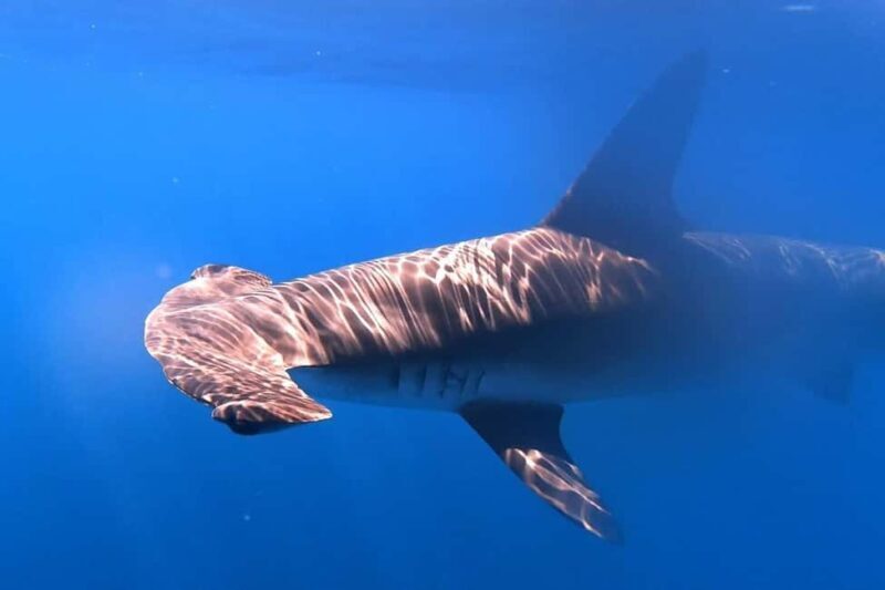 Private Day Seafari in the Azores follow Marine Biologist - Frequently Asked Questions