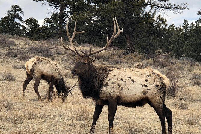 Private Day Tour From Denver to Estes Park and Rocky Mountain National Park - Frequently Asked Questions