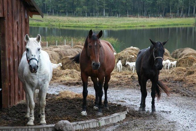 Private day tour from Vilnius to goat Cheese farm and Kernave historical capital - Frequently Asked Questions