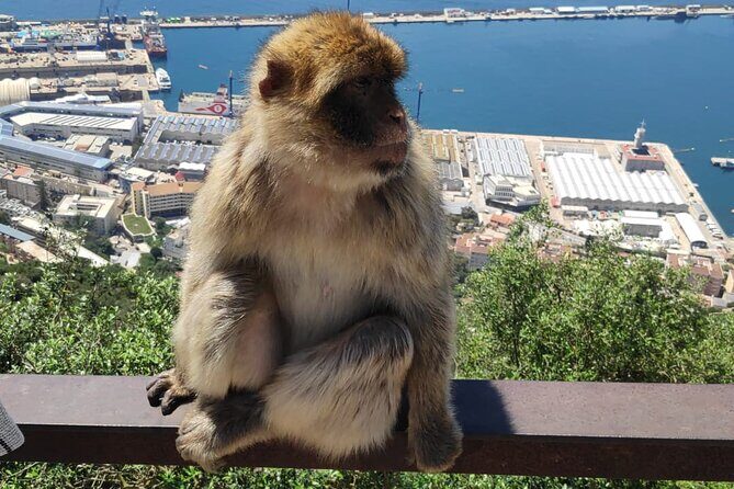 Private Day Tour in Gibraltar and Tangier, Morocco from Malaga - Exploring Three Countries in One Day: Gibraltar, Tangier, and the Costa del Sol