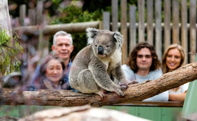 Private Day Tour in Melbourne - Deep Dive into the Highlights