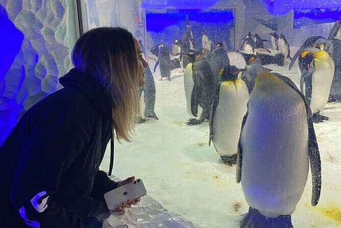 Private Day Tour of Auckland, Aquarium, Sky Tower, Mt Eden & Wt - Key Points