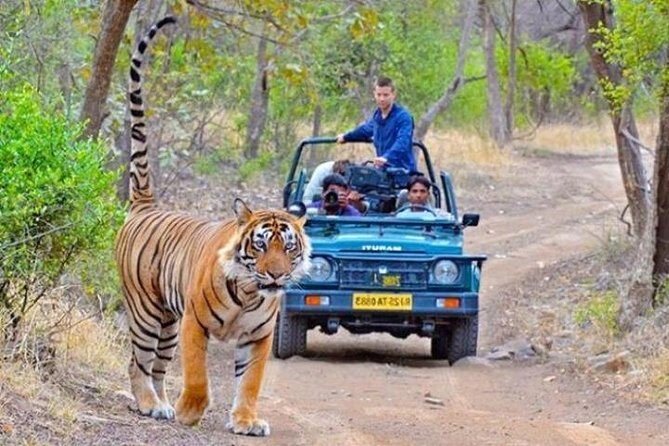 Private Day Tour Of Kumbhalgarh Fort & Wildlife Sanctuary From Udaipur - Returning to Udaipur