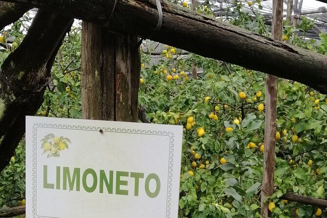 Private day tour: Pompeii, Sorrento and Positano. - Final Thoughts