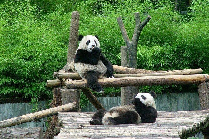 Private Day Tour to Chengdu from Beijing by Air: Leshan Giant Buddha and Pandas - Who Will Enjoy This Tour?