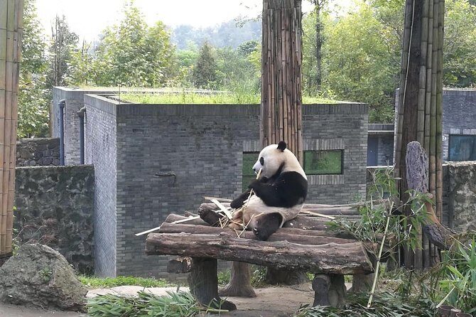 Private Day Tour to Chengdu Panda Base by Round-way Bullet Train from Xian - Final Thoughts