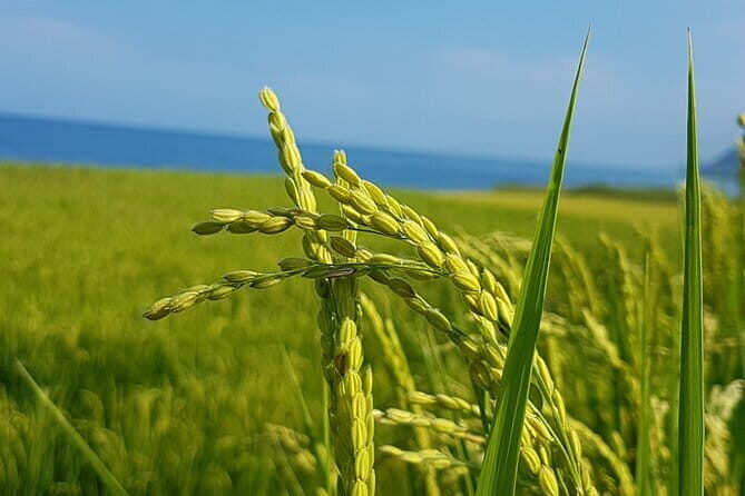 Private Day Tour to East Coast Jade Picking from Hualien - Exploring the East Coast of Taiwan: A Full Breakdown