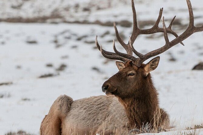 Private Day Tour to Icefield Parkway and Abraham Lake - Key Points