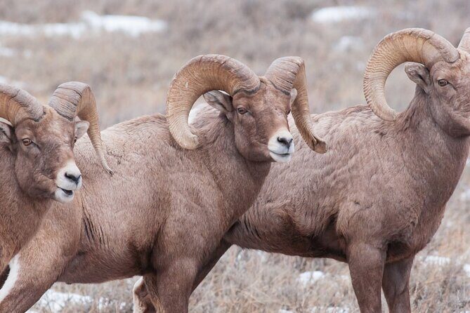 Private Day Tour to Icefield Parkway and Abraham Lake - Final Thoughts