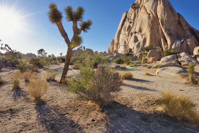 Private Day Tour to Joshua Tree National Park from San Diego - Exploring Joshua Tree: A Closer Look at the Tour