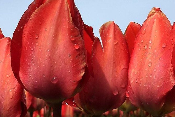 Private Day Tour to Keukenhof Gardens - from Amsterdam/Rotterdam - Transportation and Comfort