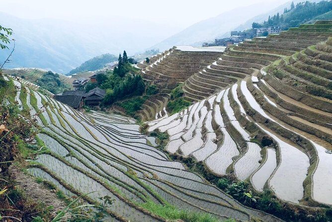 Private Day Tour to Longji Rice Terraces from Yangshuo - A Deep Dive into the Longji Rice Terraces Private Day Tour