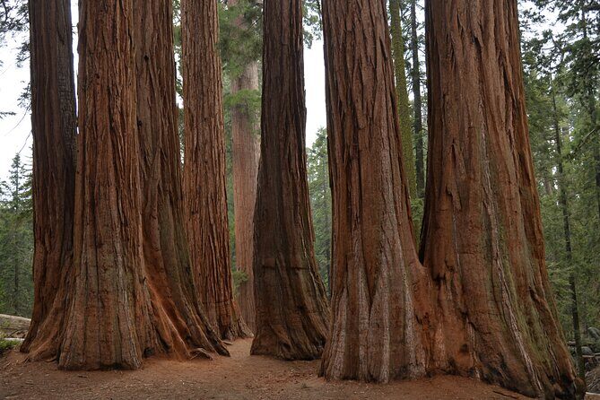 Private Day Tour to Sequoia and Kings Canyon Parks From LA - Exploring the Majesty of Sequoia and Kings Canyon on a Private Day Tour from Los Angeles