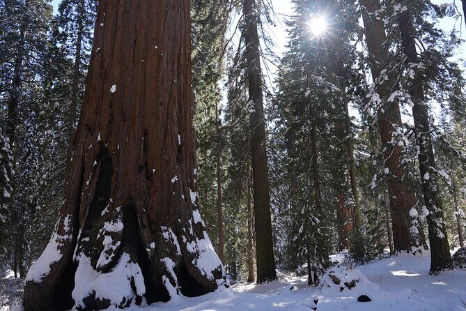 Private Day Tour to Sequoia and Kings Canyon Parks From LA - Who Would Love This Tour?