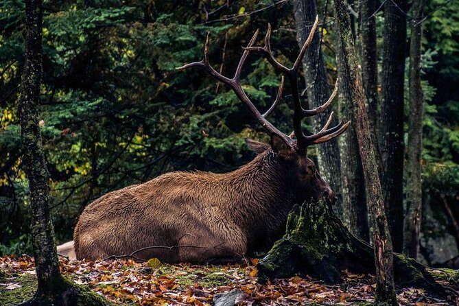 Private day tour to wildlife Parc Omega and Montebello lodge from Montreal - Practical Details and Value