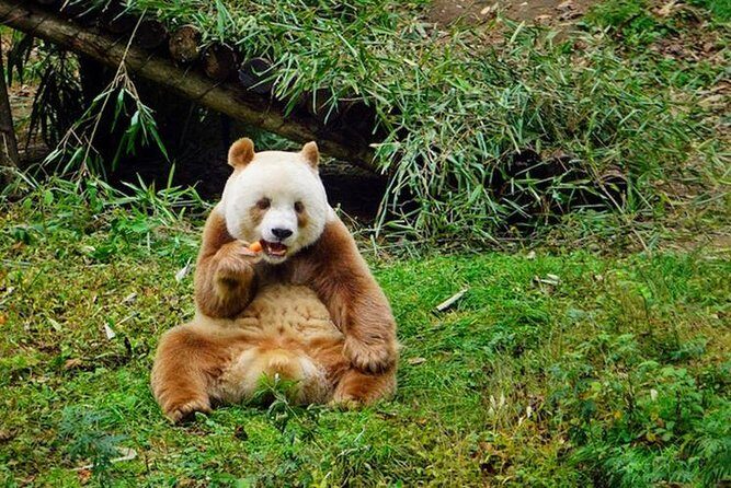 Private Day Tour: Xi'an PandaQI ZAIand City Highlights - Experience the Best of Xian in a Day