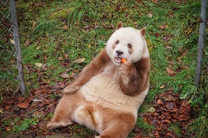 Private Day Tour: Xi'an PandaQI ZAIand City Highlights - A Detailed Look at the Tour Experience