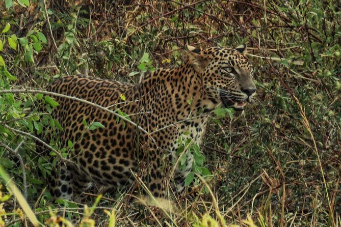 Private Day Tour: Yala National Park Safari Tour from Galle & Weligama - Final Thoughts: Is This Tour Worth It?
