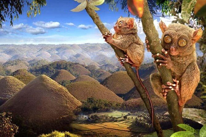 Private Day Trip Cebu to Bohol w/ Chocolate Hills & Loboc Cruise - Authenticity and Practical Tips