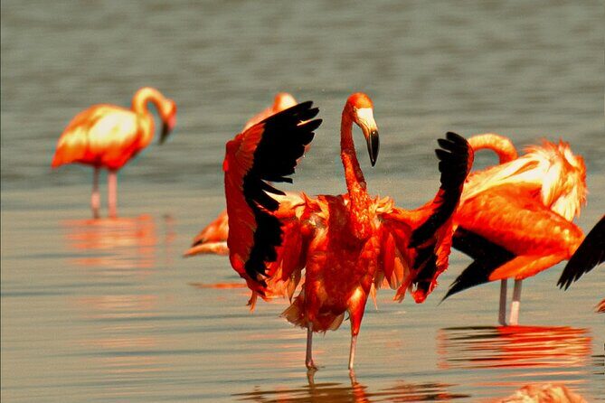 Private Day Trip Ek Balam & Pink Paradise Ruins to Rainbow Lakes - Río Lagartos and Las Coloradas: Nature’s Pink Wonder