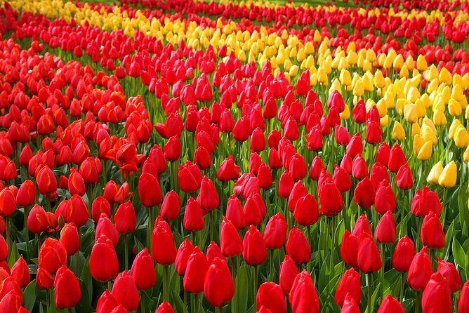 Private Day Trip from Amsterdam to Keukenhof with Entrance Tickets - A Detailed Look at the Keukenhof Private Day Trip