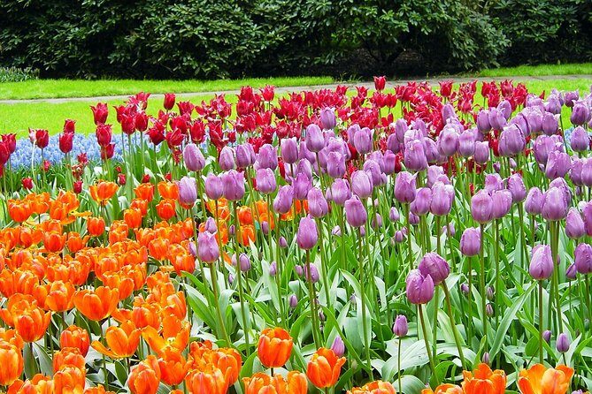 Private Day Trip from Amsterdam to Keukenhof with Entrance Tickets - Who Is This Tour Best For?