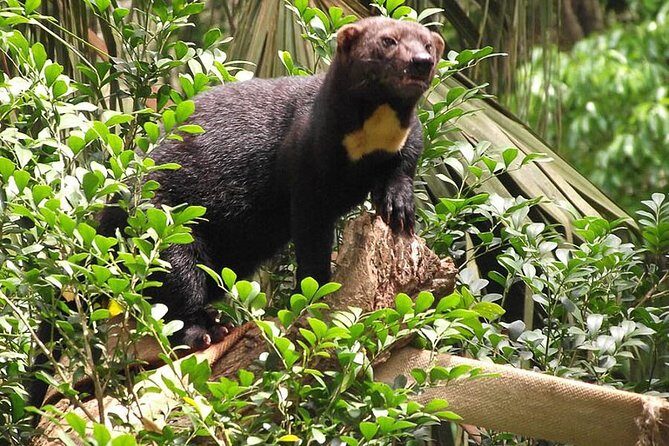 Private Day Trip from San Jose to Cahuita National Park (Caribbean Coast) - Final Words