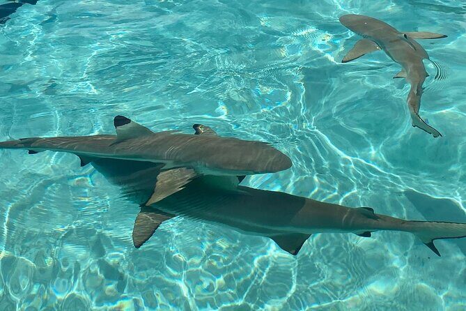 Private Day Trip Hike and Boat in Moorea - Final Thoughts: Why This Tour Is a Solid Choice