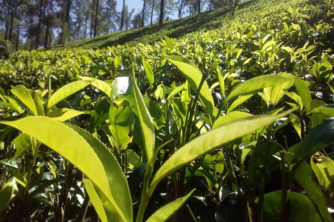 Private Day trip Kandy & pinnawala with your selected attractions - What’s Included and What’s Not?