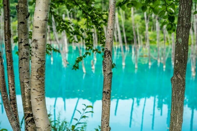 Private Day Trip to Asahiyama Zoo and Biei Blue Pond - Discover Hokkaido’s Charm with a Private Day Trip to Asahiyama Zoo and Biei Blue Pond