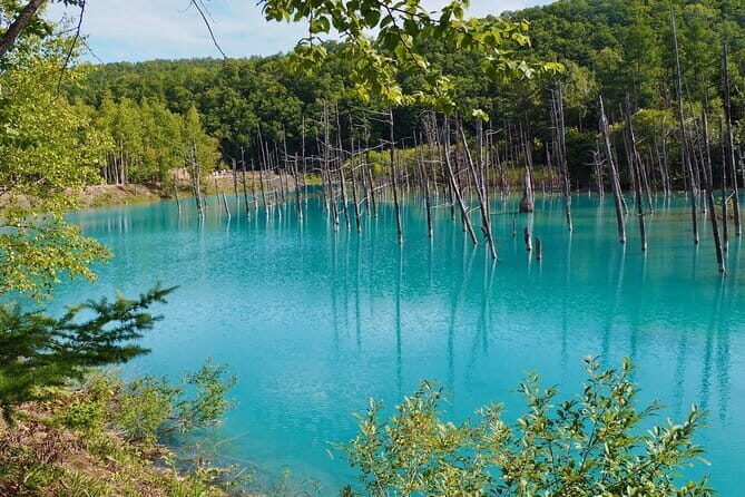 Private Day Trip to Asahiyama Zoo and Biei Blue Pond - An In-Depth Look at the Tour Experience