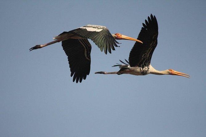 Private Day-Trip to Bharatpur Bird Sanctuary from Agra - A Complete Review of the Bharatpur Day Trip from Agra