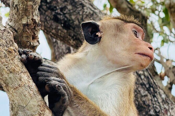 Private Day Trip to Ella Sri Lanka - The Sum Up