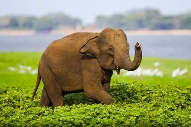 Private day trip to Galle - from Colombo - FAQ