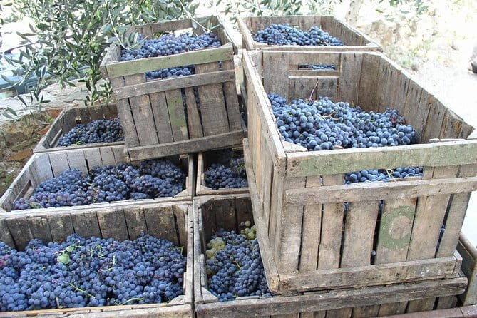 Private Day Trip to Montalcino and Montepulciano from Florence - A Private Day Trip to Montalcino and Montepulciano from Florence