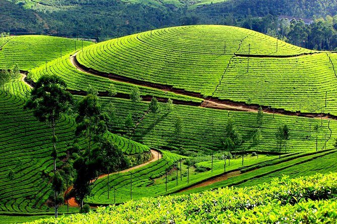 Private Day Trip to Munnar from Kochi (Cochin) - The Experience in Review: Authentic, Informative, and Value-Driven