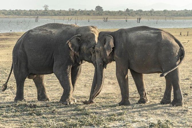 Private Day Trip to Pidurangala Rock & Jeep Safari From Colombo - Final Thoughts