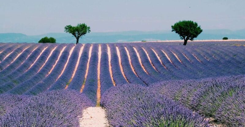 Private Day Trip to Provence and Lavender Fields - Key Points