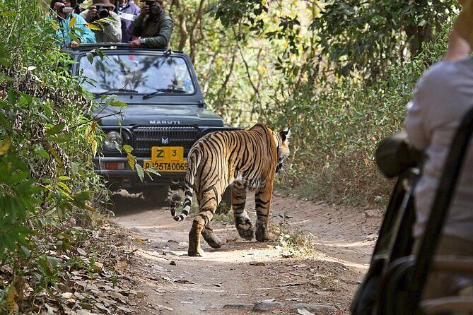 Private Day Trip To Ranthambore National Park from Jaipur - In-Depth Look at the Ranthambore Day Trip