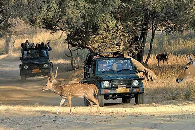 Private Day Trip To Ranthambore National Park from Jaipur - Final Thoughts on the Value